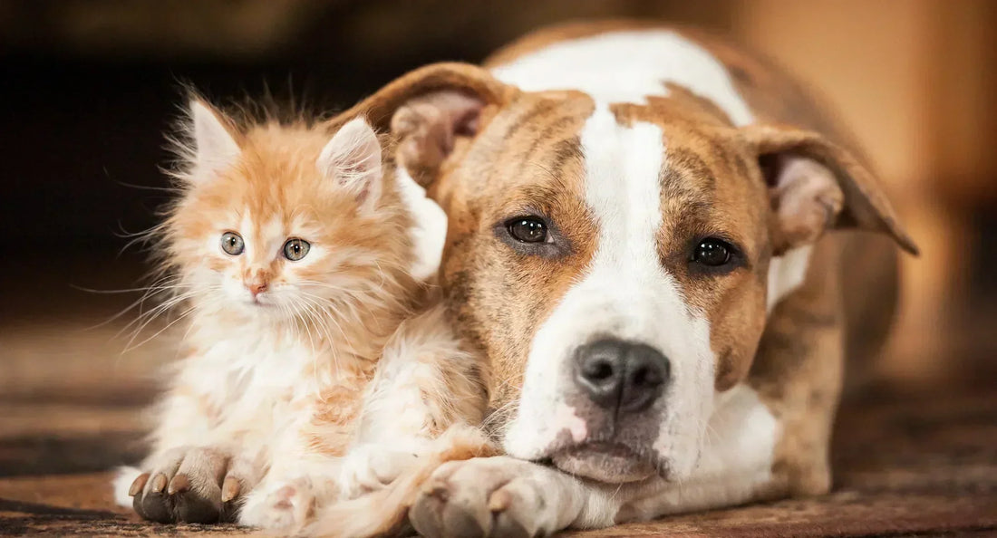 Small Tweaks, Big Wins: 5 Game-Changing Secrets to Level Up Your Pet’s Happiness