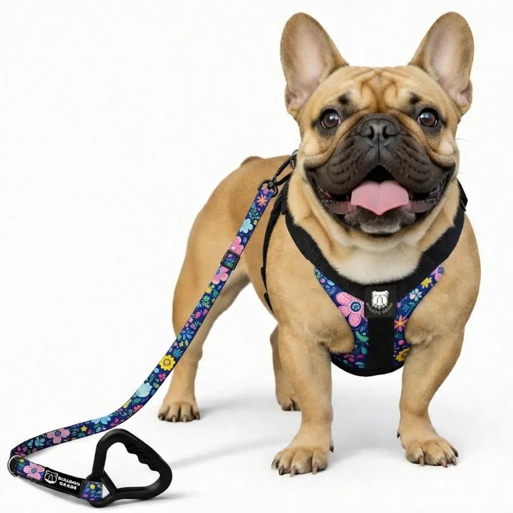 Dog Harnesses & Leashes