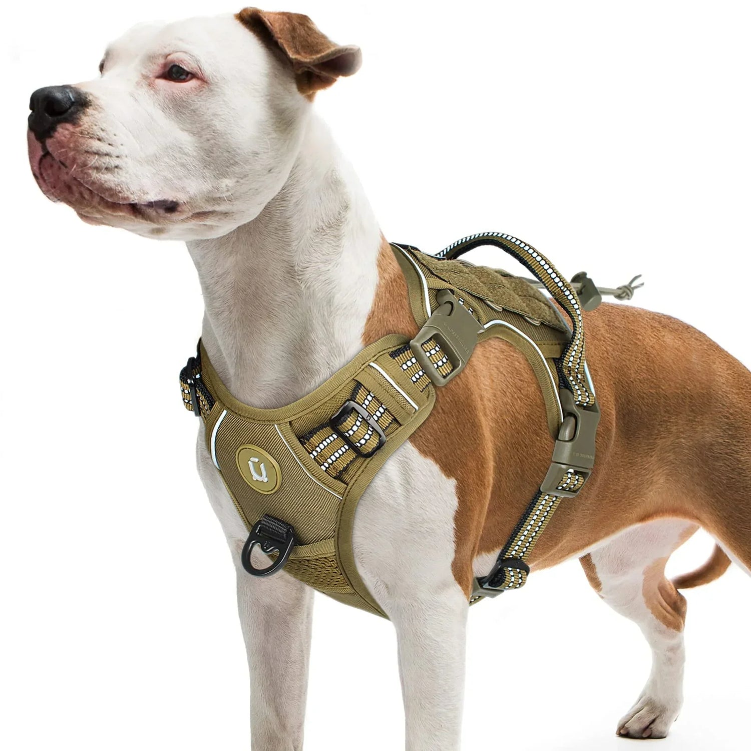 Dog Harnesses & Leashes
