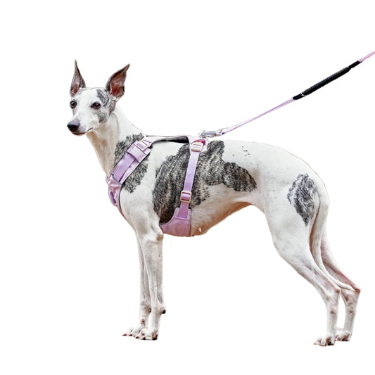 Dog Harness & Rope Leash Set | Walking Gear for Medium & Large Dogs