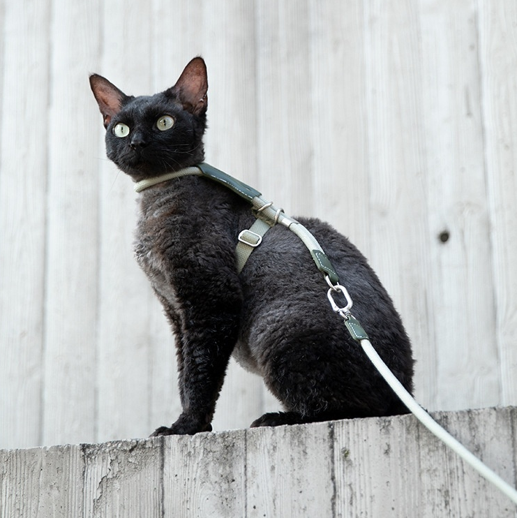 Unlock your indoor cat's natural curiosity with a whisper-light, minimalist harness that fuses absolute escape-proof security with breathtaking modern style.