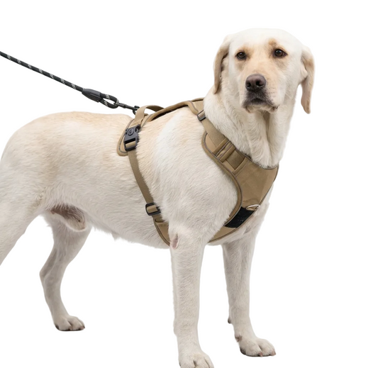 Track with Confidence: The Only AirTag-Integrated Harness Built for the Rugged Explorer