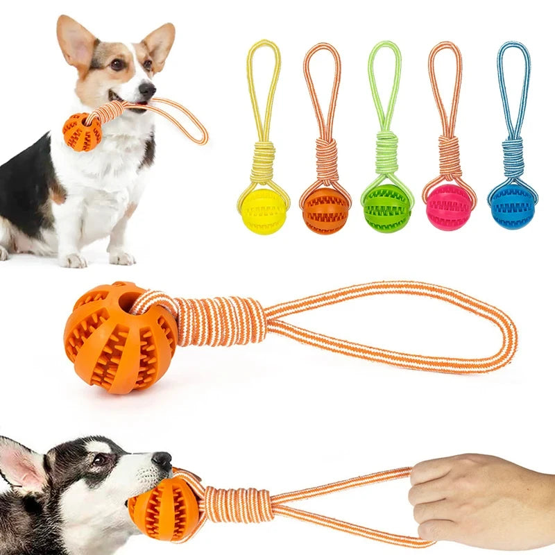 Bonding Through Play: Why Your Smart Pup Deserves More Than Just a Basic Chew