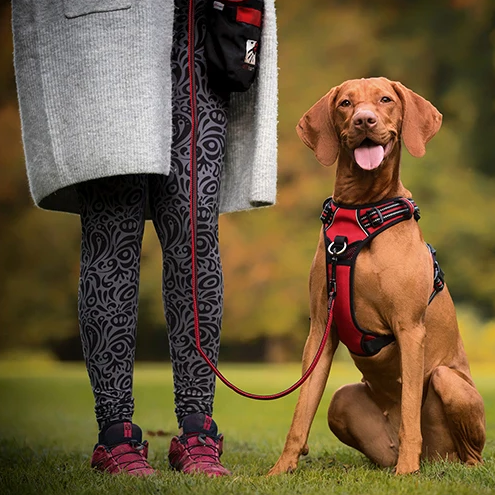 Reclaim the joy of your daily walks. A mindful, no-pull harness designed for ultimate comfort, unwavering safety, and a deeper connection with your dog.