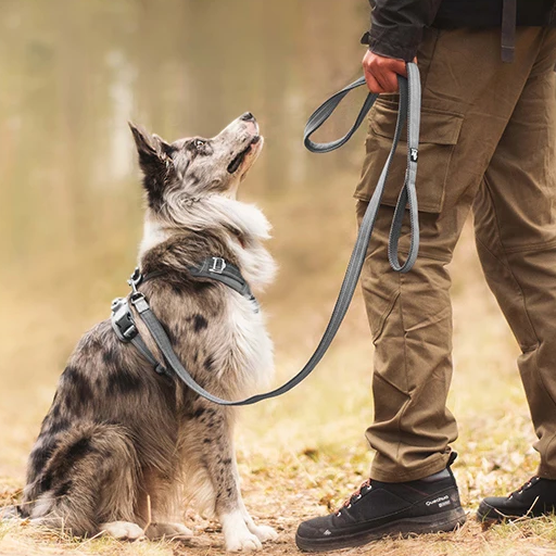 Reclaim the joy of your daily walks. A mindful, no-pull harness designed for ultimate comfort, unwavering safety, and a deeper connection with your dog.