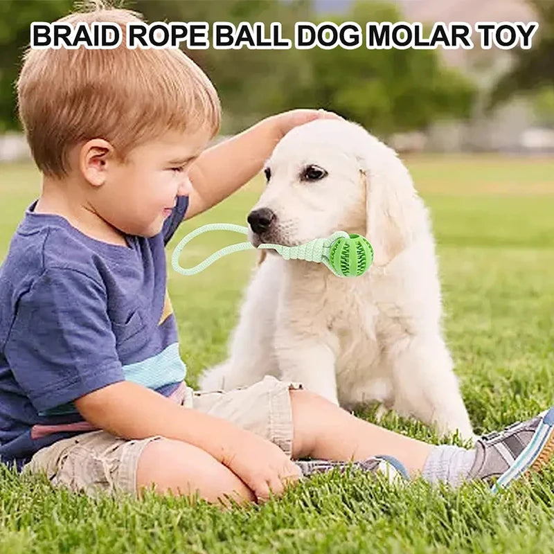 Bonding Through Play: Why Your Smart Pup Deserves More Than Just a Basic Chew