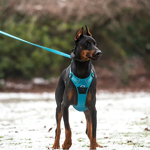 Reclaim the joy of your daily walks. A mindful, no-pull harness designed for ultimate comfort, unwavering safety, and a deeper connection with your dog.