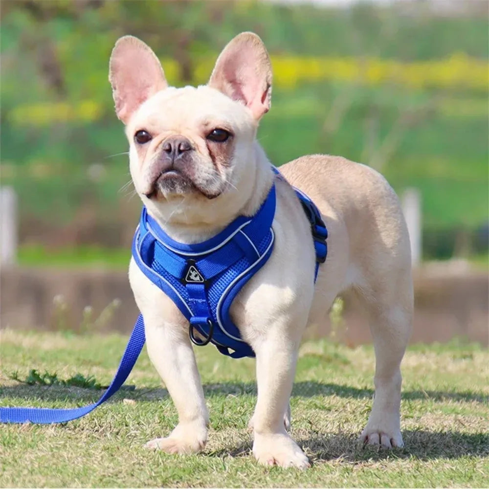 End the Tug-of-War: The Professional 2-in-1 No-Pull Harness for Active Explorers