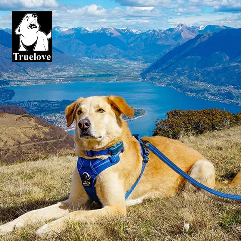 Reclaim the joy of your daily walks. A mindful, no-pull harness designed for ultimate comfort, unwavering safety, and a deeper connection with your dog.