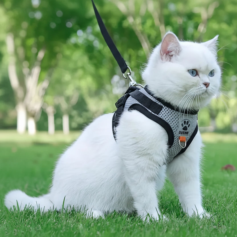 Safe Exploration Starts Here: The Breathable, Escape-Proof Nest for Your Adventure Cat